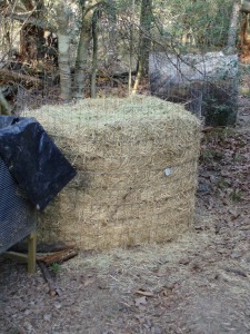 compost  pile