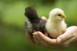 Raising chickens in your backyard