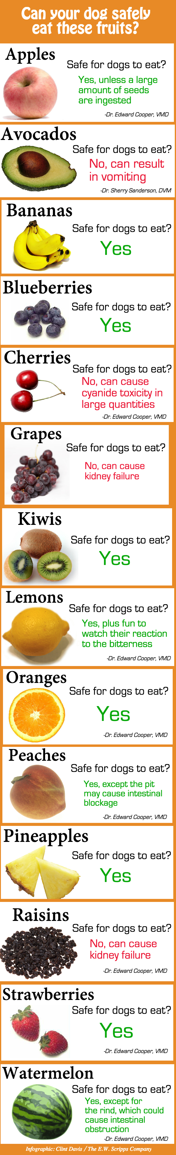 Can Your Dog Safely Eat These Fruits Beingstray