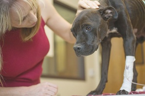 Christine Keith/The Arizona Republic --  Jodi Polanski comforts Sweetheart, a pit bull found covered with hundreds of ticks after being left for a month in an abandoned house.