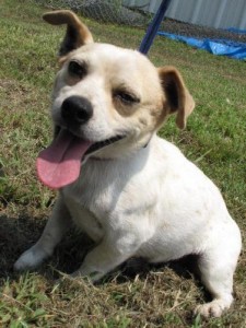 Dylan is available for adoption at Fairy Dogmother Rescue in Vinemont, AL