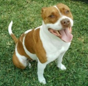 Pittee is available for adoption from Tutor Rescue in Tomball, TX