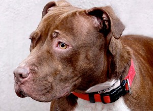 Austin is available for adoption from the Underdog Club in Montreal
