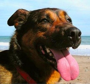 Francesca Rogier's dog, Brindi, on the beach in Halifax, Nova Scotia
