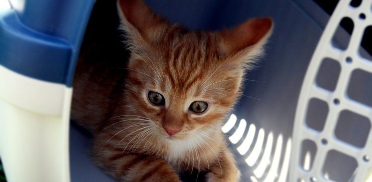 kitten in cat carrier