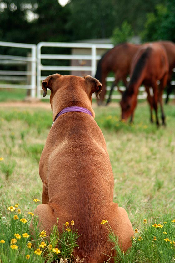 is horse manure bad for dogs