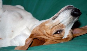 Treating canine constipation