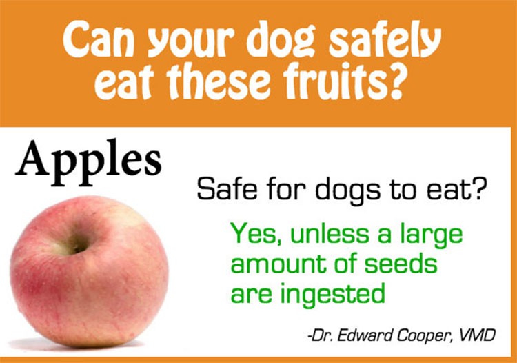 Is Fruit Safe For Dogs?