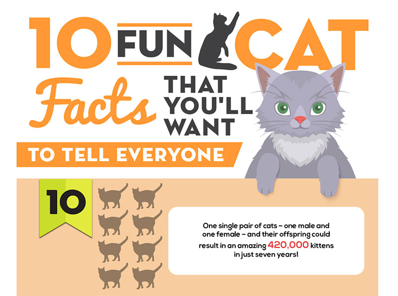 cat facts text