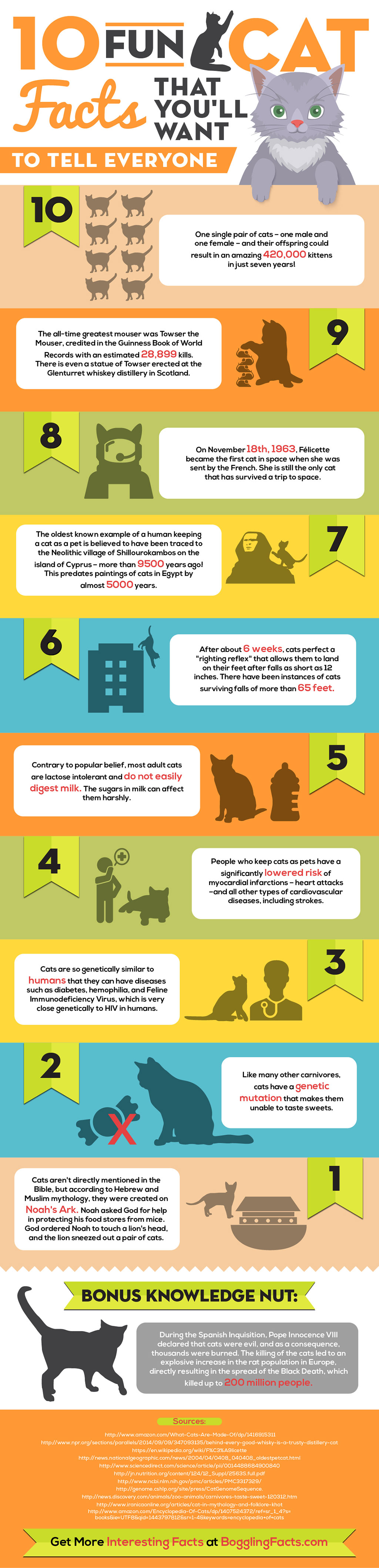 10 Fun Cat Facts