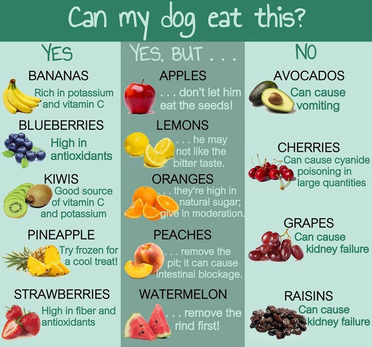 Chart of fruits dogs can and cannot eat.
